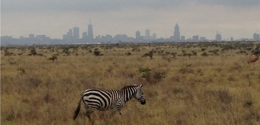 zebra